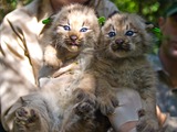 Lynx Cat pictures Two Canada Kittens