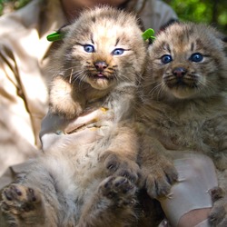 Lynx Cat pictures Two Canada Kittens