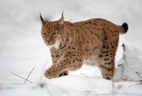 Lynx Photo Gallery