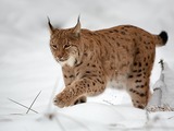 Lynx Cat pictures bob cat