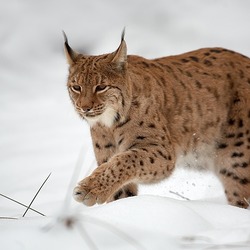 Lynx Cat pictures bob cat