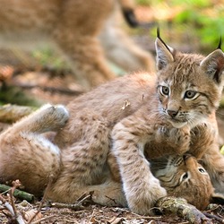 Lynx Cat pictures couple lynxes playing