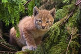 Lynx Photo Gallery