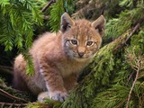 Lynx Cat pictures cub Linx kitten