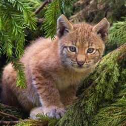 Lynx Cat pictures cub Linx kitten