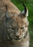 Lynx Photo Gallery