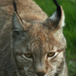 Lynx Cat pictures head bob cat