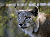 Lynx Cat pictures iberian