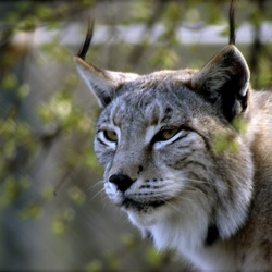 Lynx Cat pictures iberian