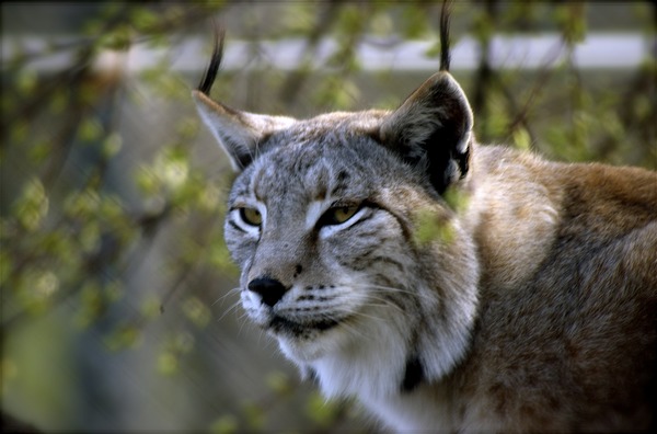 Lynx Cat pictures iberian