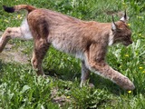Lynx Cat pictures