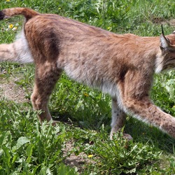 Lynx Cat pictures