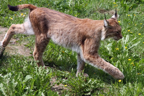 Lynx Cat pictures