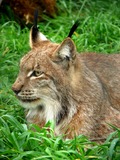 Lynx Cat portrait picture (2)