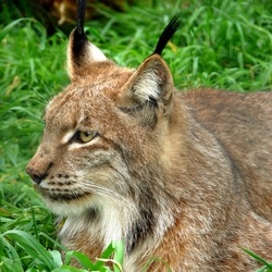 Lynx Cat portrait picture (2)
