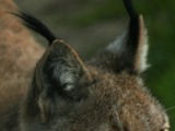 Lynx Ears Portrait pictures Tuft hair