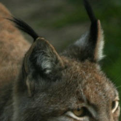 Lynx Ears Portrait pictures Tuft hair
