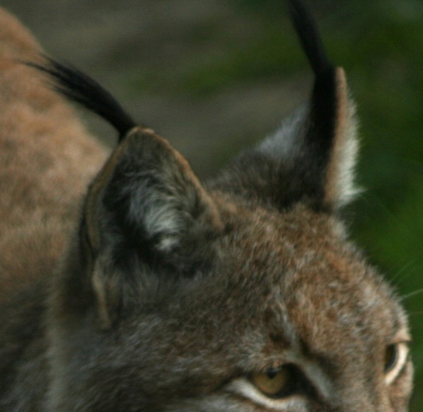 Lynx Ears Portrait pictures Tuft hair