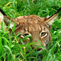 Lynx hiding ears Cat pictures