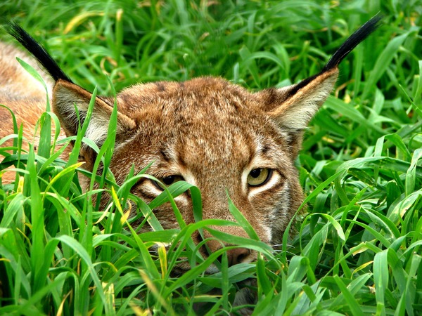 Lynx hiding ears Cat pictures