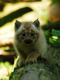 Lynx kitty cub Cat pictures