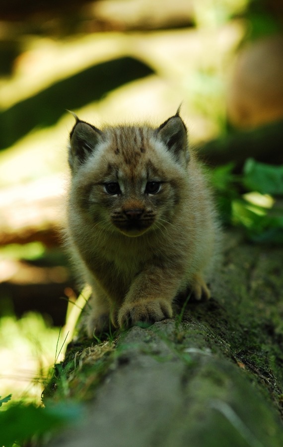 Lynx kitty cub Cat pictures