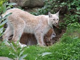 Lynx mom cubs Cat pictures Kerkrade Zoo