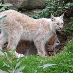 Lynx mom cubs Cat pictures Kerkrade Zoo