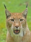 Lynx mouth portrait Cat pictures