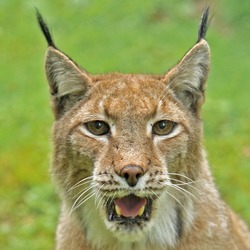 Lynx mouth portrait Cat pictures