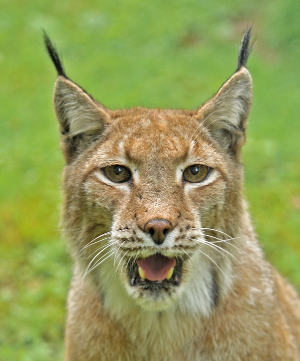 Lynx mouth portrait Cat pictures