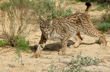 Lynx Photo Gallery