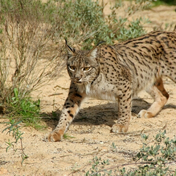 Lynx pardinus cat photo