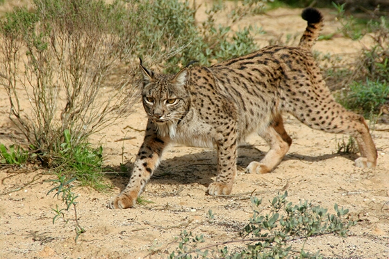 Lynx pardinus cat photo