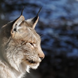 Lynx portrait Cat picture