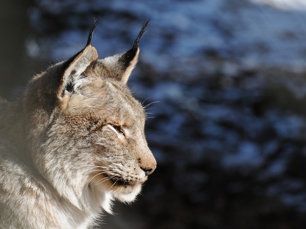 Lynx portrait Cat picture