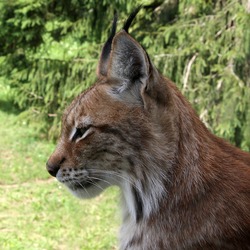 Lynx portrait Cat pictures (2)