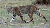 Lynx Photo Gallery