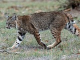 North American Lynx Cat pictures Bobcat