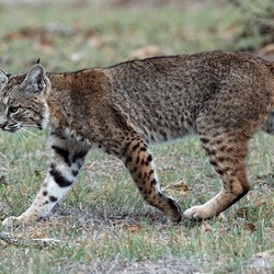 North American Lynx Cat pictures Bobcat