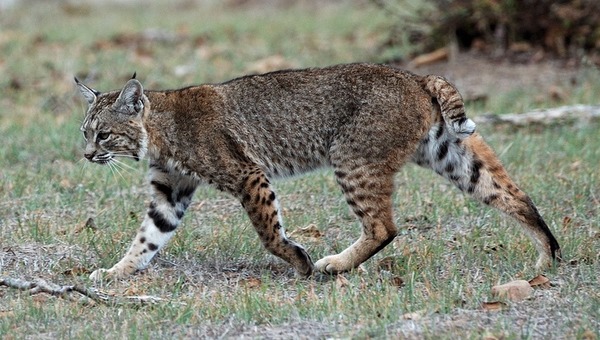 North American Lynx Cat pictures Bobcat