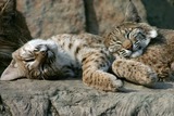 Lynx Photo Gallery