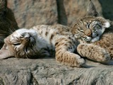 Sleeping Eurasian Lynx Lynx Cat pictures