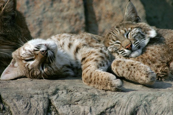 Sleeping Eurasian Lynx Lynx Cat pictures
