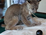 Tame Lynx Kitten Cat pictures 8 Ball