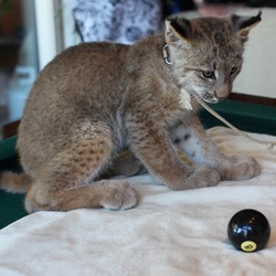 Tame Lynx Kitten Cat pictures 8 Ball