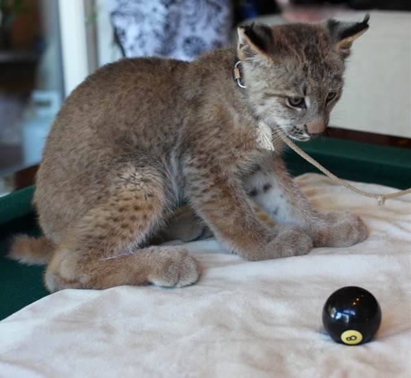 Tame Lynx Kitten Cat pictures 8 Ball