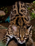 Margay Cat Photo  kitten (Leopardus wiedii)