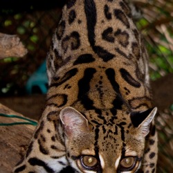 Margay Cat Photo  kitten (Leopardus wiedii)