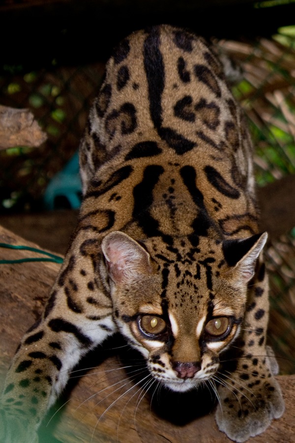 Margay Cat Photo  kitten (Leopardus wiedii)